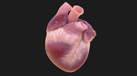 Heart A 3D Model Collection By Cajalover Cajalover Sketchfab