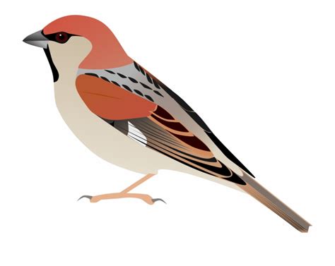 Sparrow Vector At Collection Of Sparrow Vector Free For Personal Use