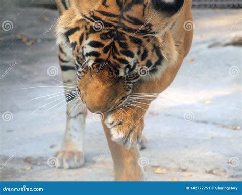 Royal Bengal Tiger Stock Image Image Of Head Angry 142777751
