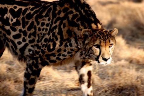 King Cheetahs King Cheetah Photo 19032161 Fanpop