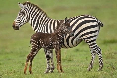 Rare Polka Dot Zebra Spotted In The Masai Mara Kenya