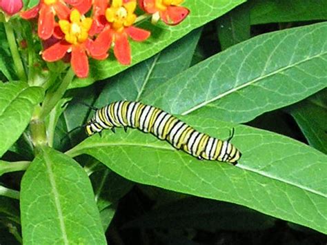Monarch Butterfly Caterpillar Dfw Urban Wildlife
