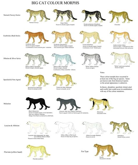 Pin by Shannon McElmeel on Interesting facts | Cat colors, Big cats art