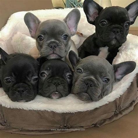 🐶 watch more cute and funny dogs: French Bulldog Puppies | French bulldog puppies, Bulldog ...