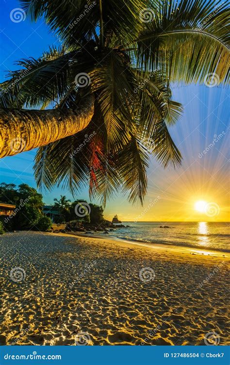 Beautiful Romantic Sunset With A Palm In Paradise Seychelles Be Stock