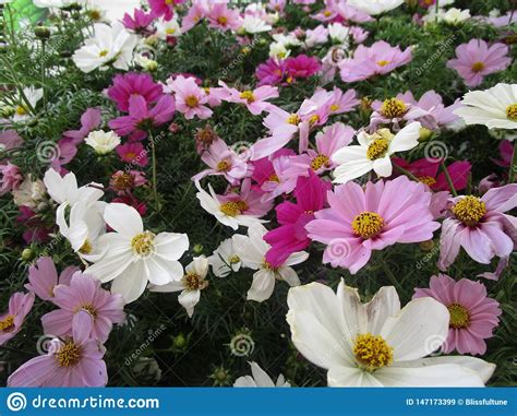 Bright Attractive Pink And Purple Springtime Cosmos Flowers Close Up