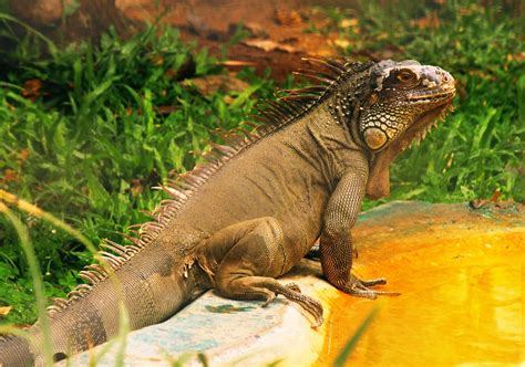 Iguana Iguana Is A Genus Of Herbivorous Lizards That Ar Flickr