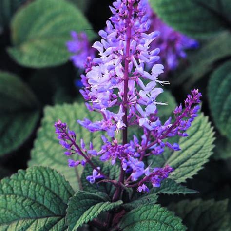 We picked up this plectranthus at western hills nursery, and am not sure if it differs from a form known as 'troy's gold'. Great for shade