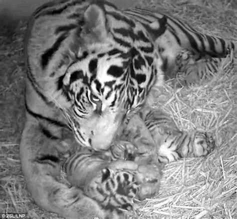 Sumatran Tiger Cubs Birth Captured On Hidden Camera At London Zoo