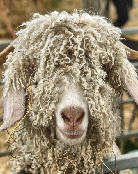 16 Curly Hair Goat Darshanzayah