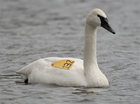 Liz Benneian Trumpeter Swans An Amazing Conservation Comeback Story