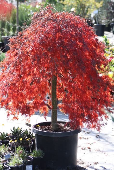 Acer Palmatum Crimson Queen Japanese Maple Vivero Growers Nursery