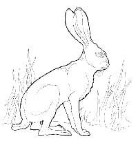 Black-tailed Jackrabbit - Green Timbers Heritage Society