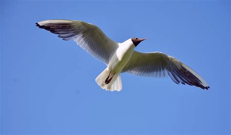 White And Brown Bird Flying Under Blue Sky During Daytime · Free Stock