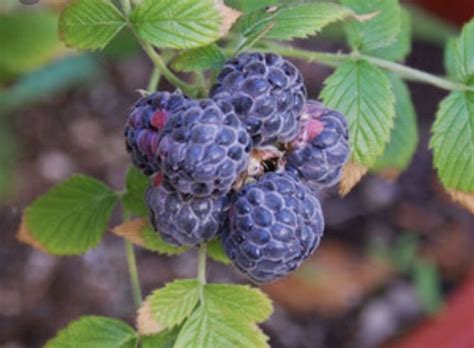 Real Blue Raspberry Raspberry Plants Heirloom Seeds Fruit Seeds