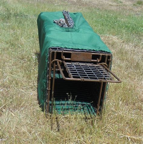 Pocatello Covers Feral Cat Traps With Challenge Win Feral Cats Cat