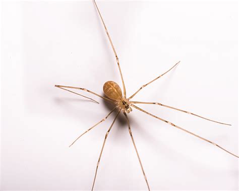 Do not disturb the area, as the spider will feel the vibration and hide. Wichita Pest Identification | Ask an ACE | Patton Termite ...