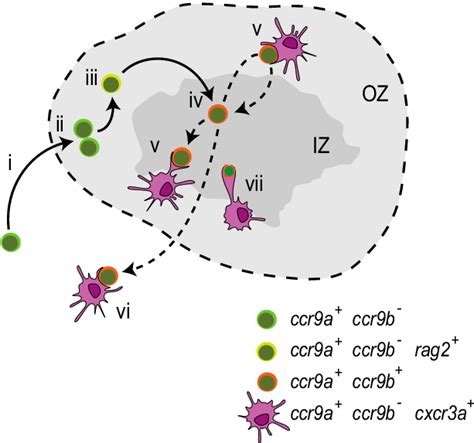 Cell Migration During T Cell Development In The Medaka Juvenile Thymus Download High