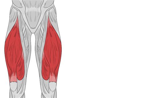 Quadriceps Mammoth Memory Definition Remember Meaning
