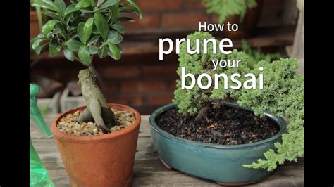 Can you grow juniper indoors? Bonsai Basics: How to Prune Your Bonsai - YouTube