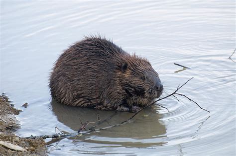 Beaver Chewing On Twig Photograph By Flees Photos Fine Art America