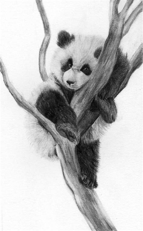 Pin By Nadine On Pandas Panda Art Panda Drawing Panda Sketch