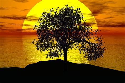 Free Illustration Tree Sunset Sun Landscape Free Image On Pixabay 1076831