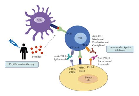 Mechanism Of Action Of Immune Checkpoint Inhibitor Therapy And Peptide