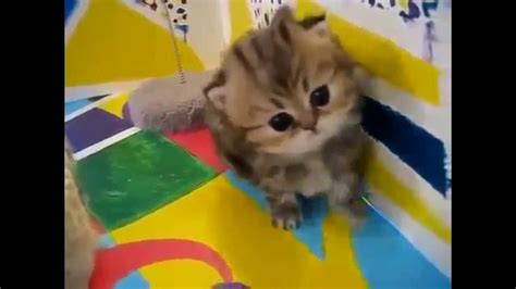 Really Cute Animals Compilation Of Cutest Most Adorable