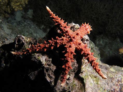 20 Bizarre And Beautiful Starfish Species Starfish Species Ocean