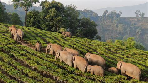 293 Wild Asian Elephants Roam Sw Chinas Yunnan Cgtn