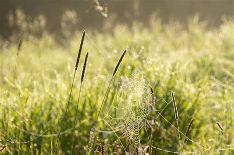 Dew Covered Cobwebs At Dawn In A Cool Summer Morning Stock Image