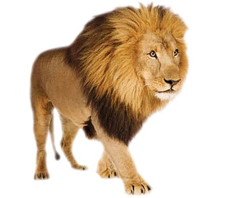 Lion Png Transparent Image Download Size 595x490px