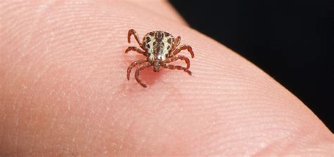 Here's what they look like, where they live, and the diseases they carry. Have Your Backyard Sprayed for Deer Tick Control | The Mosquito Guy
