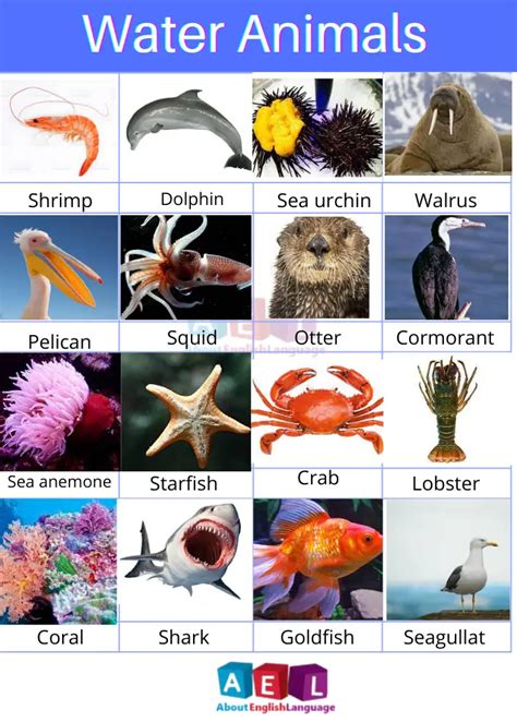Water Animals Chart With Names