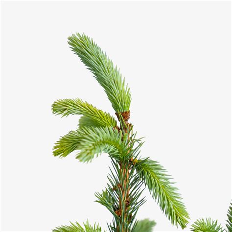 Fat Albert Colorado Blue Spruce For Sale Online The Tree Center