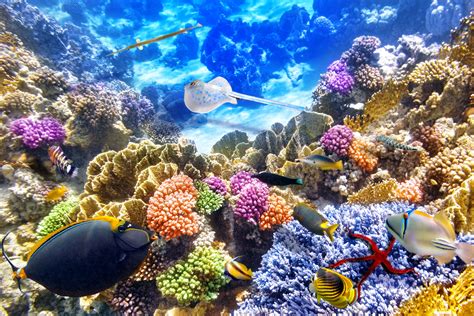 Coral Reef Desktop Wallpapers Wallpaper Cave
