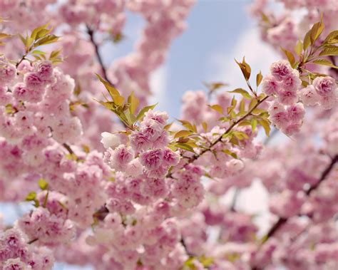 62 Amazingly Beautiful Sakura Trees Infinite World Wonders