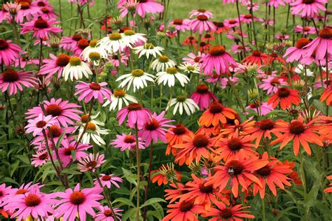 23 Favorite Butterfly Garden Plants For Attracting Helpful Pollinators