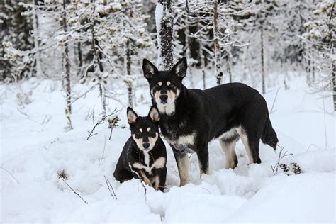Reindeer Herding Dogs Seita And Räpsy In Finnish Lapland Lapponian