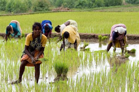 After The Rains Fields Are Ploughed And Rice Transplanted By Women Keezh Koodaloor Villupuram