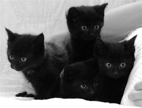 900 x 719 jpeg 149kb. Black Kittens in B&W | Black kitten siblings. One flash ...