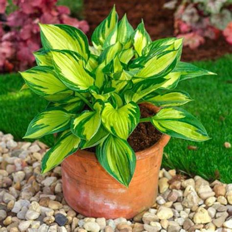 Hostas have no trouble holding their own in a shady garden. Hosta Colored Hulk | Brecks.com