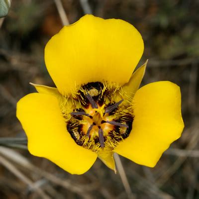 Desert marigold produces bright yellow flowers nearly all year long if watered occasionally during summer. Calochortus kennedyi - Desert Mariposa Lily - Southeastern ...