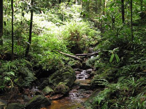 Green Life In Sri Lanka Sinharaja Forest