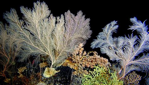 Diversity Of Deep Sea Corals Smithsonian Ocean Portal
