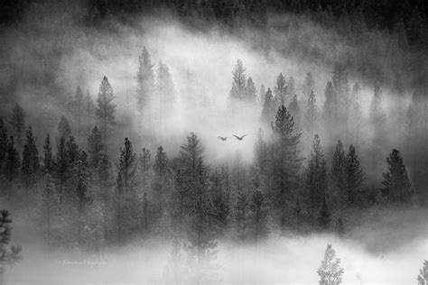Black And White Photography Fog Print Forest Print Black Etsy Black