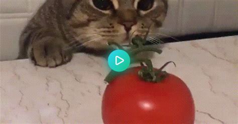 I Don T Trust You Tomato  On Imgur