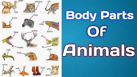 Body Part Of Animals Animal Body Parts Name In English Youtube