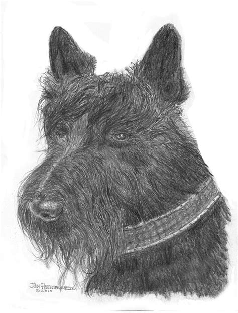 Scottish Terrier Drawing By Jim Hubbard Fine Art America